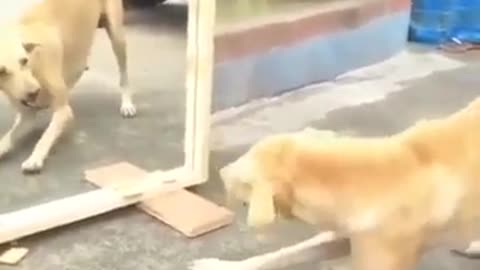 Dog Funny Mirror Prank/Funny videos/