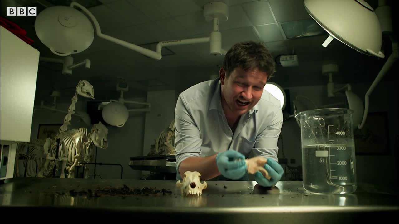 How to Make Bendy and Brittle Bones | Secrets of Bones | BBC Earth