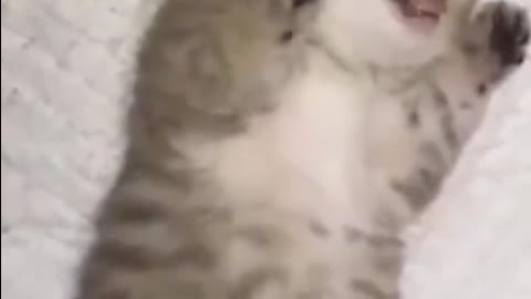 OMG So Cute Cats ♥ Best Funny Cat Videos 2021
