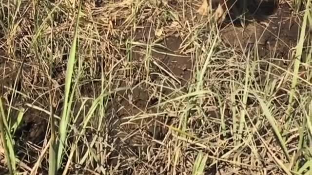 Collab copyright protection - yellow lab runs facepalm mud