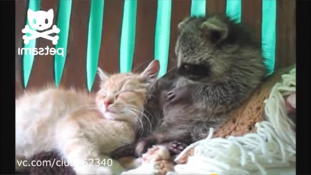 cute raccoon cute
