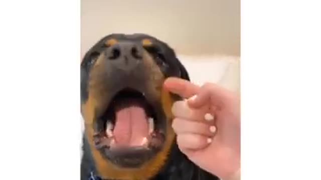 Cute Doggo Rottweiler