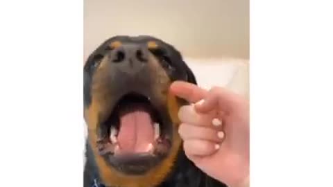 Cute Doggo Rottweiler