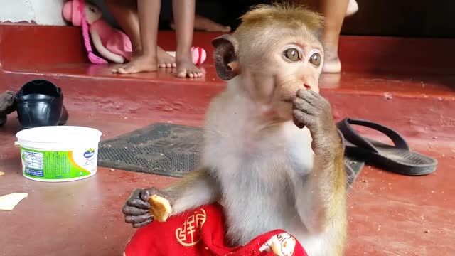 A baby monkey show there talent