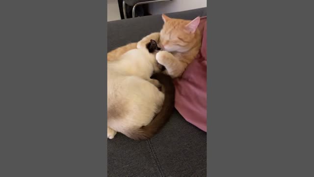Cat Love_Cat Family Loving Movement