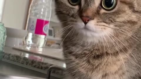 Funny video of cats