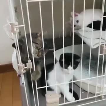 cat trying to escape from the cage