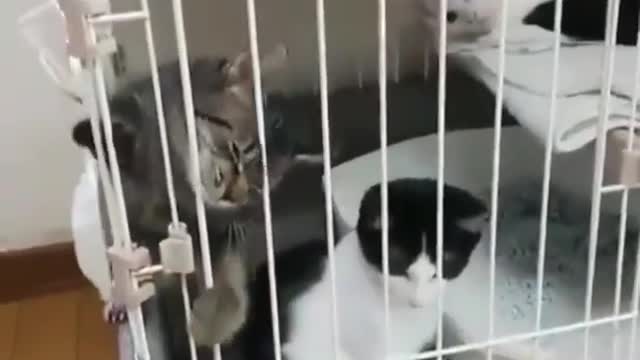 cat trying to escape from the cage