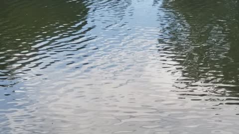 Manatee Shows off Tail