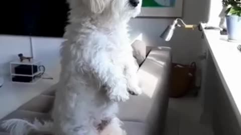 The end 🥰🥰🥰 #cute #viral #pets #shorts #petsfriendships