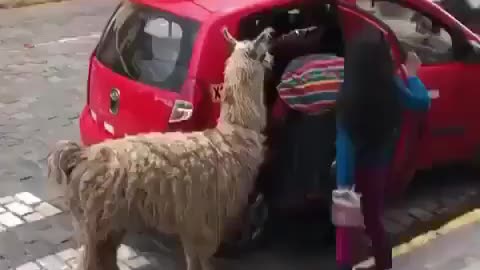 Funny animal get a ride