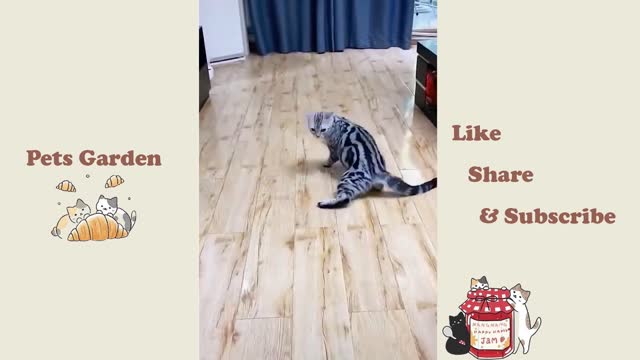 Best funny animal video !!