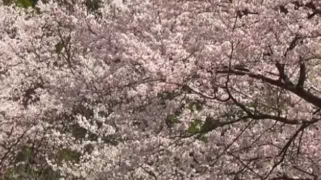 Beautiful cherry blossoms