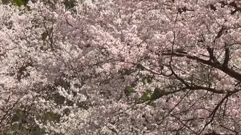 Beautiful cherry blossoms