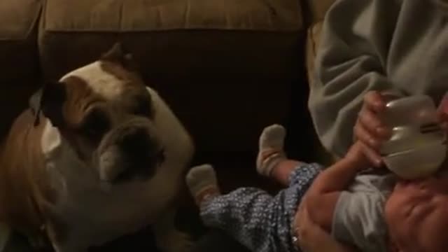 Caring Bulldog kisses crying baby