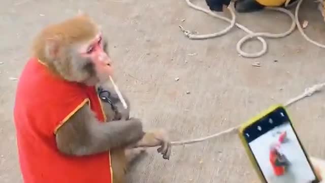 These monkeys are smoking cigarette