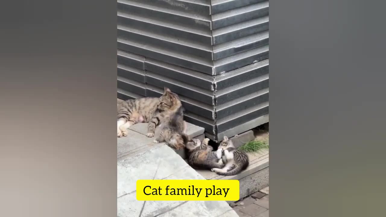 Hilarious Cats and Dogs Moments 😂😹 Funny Animal