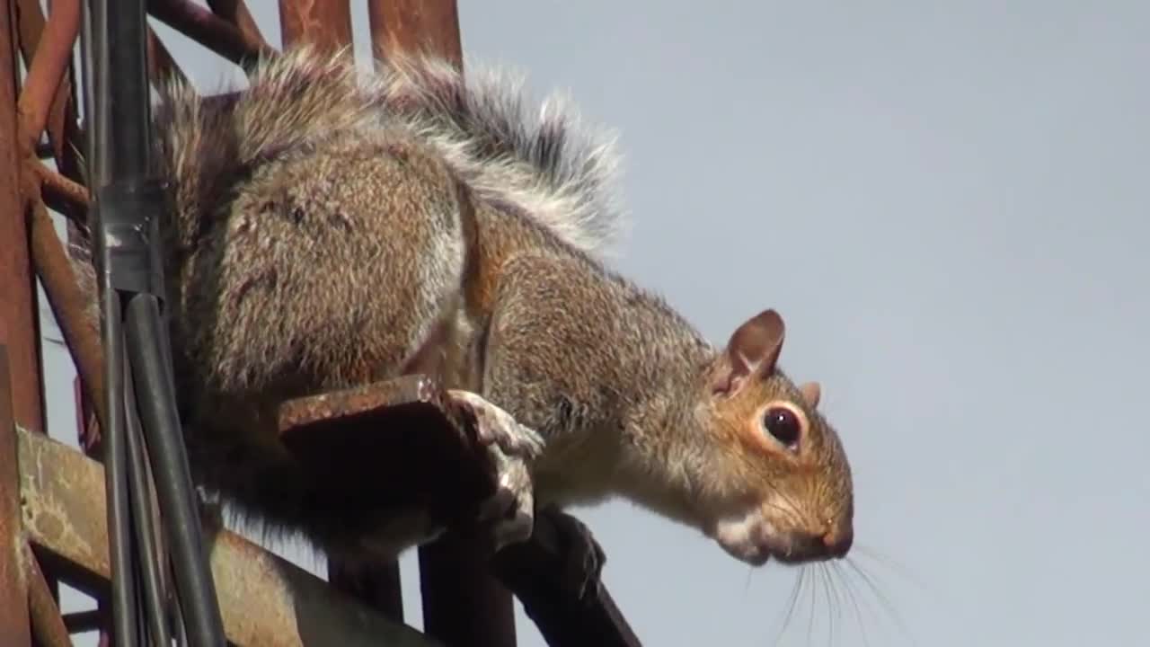 GREY SQUIRREL ALARM CALL