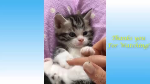 video of Cute Pets And Funny Animals Compilation #22 - Pets Garden