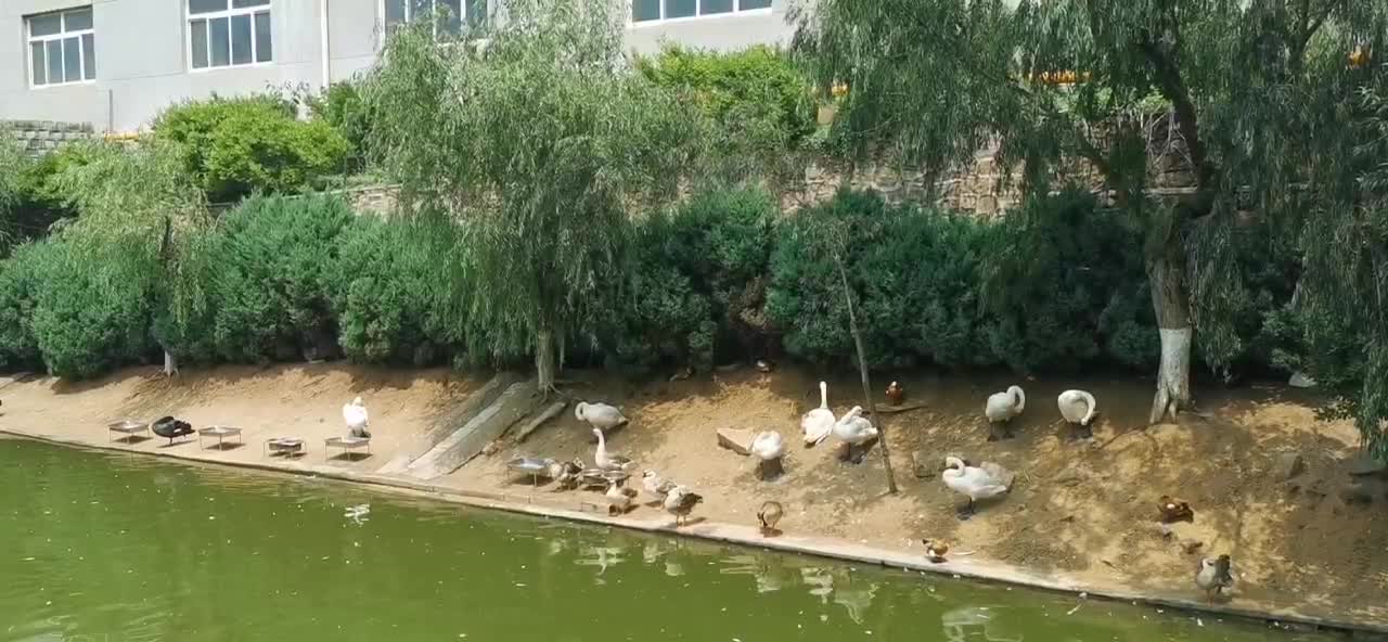 Beautiful birds and animals