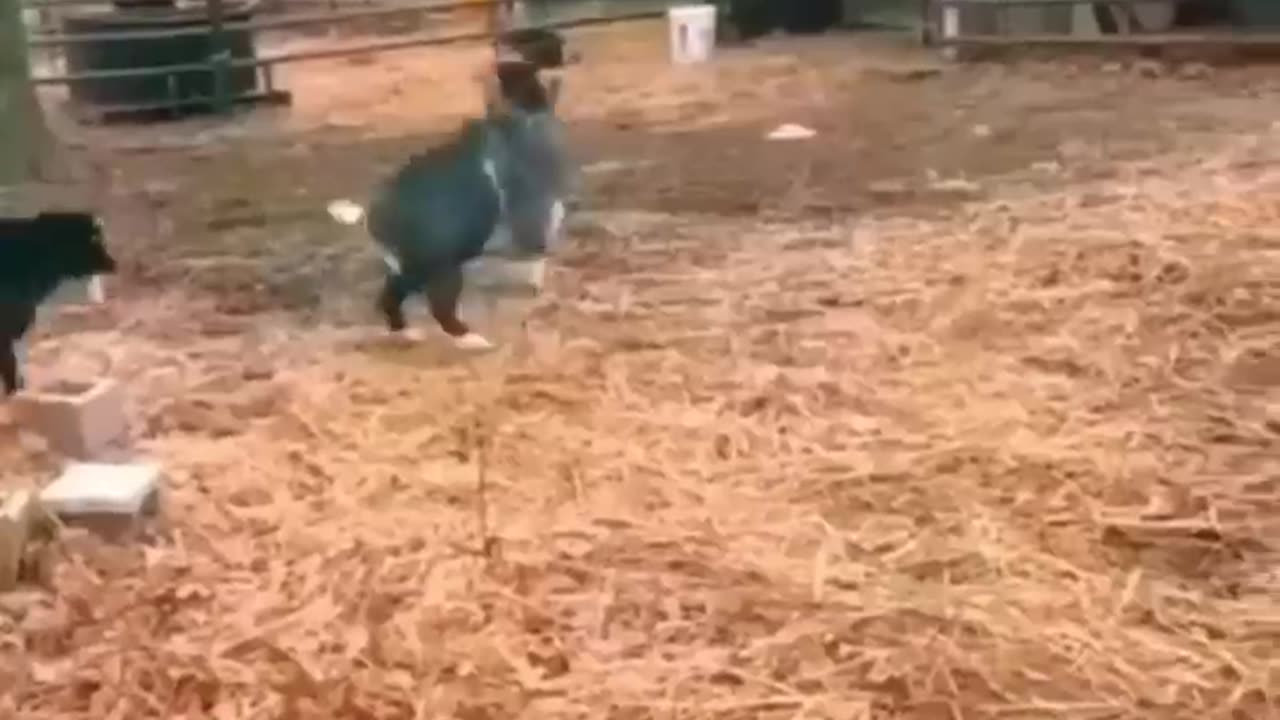 Funny Animal Fight