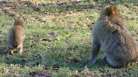 MONKEYS Very Cute Babies at the Zoo | Cute Baby Monkey in the Zoo - Funny Animals