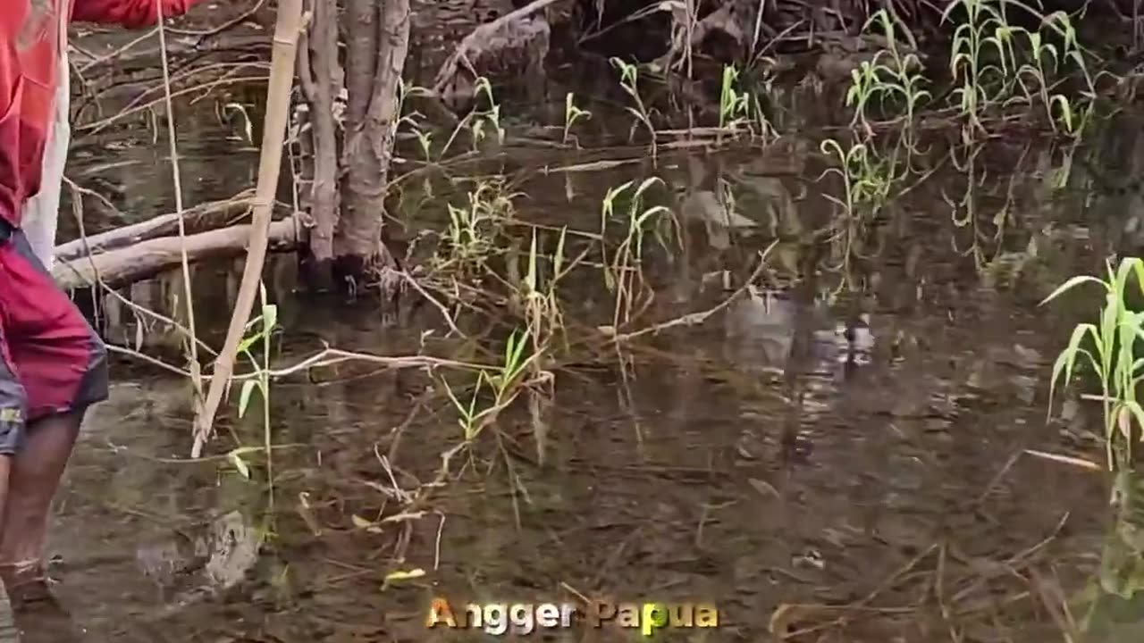 Amazing Fish Archery !! Forest Papua Serve Your Food