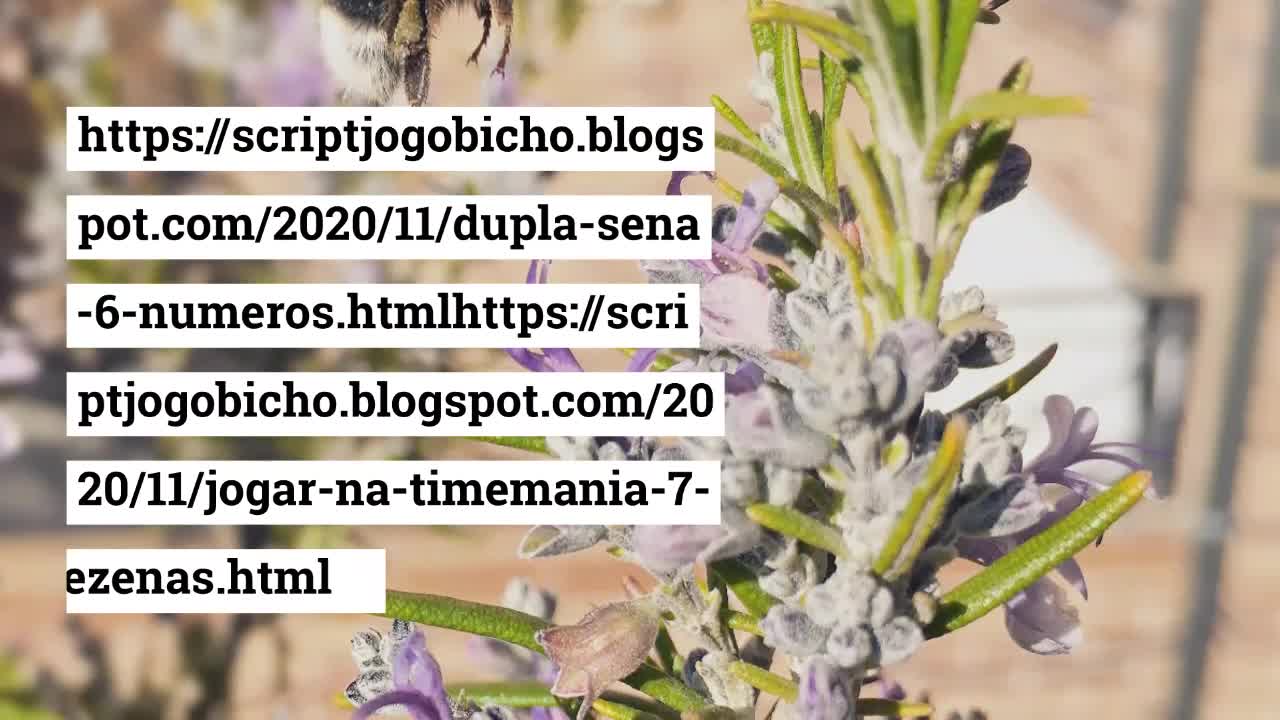 os palpites_jogo_do_bicho