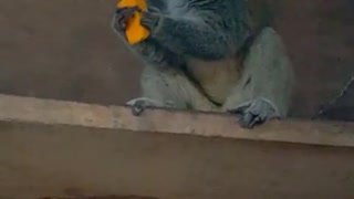 Monkey Vs Mango