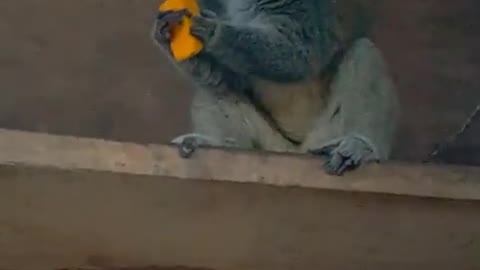 Monkey Vs Mango