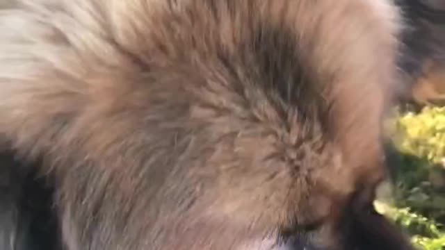 On a trip with a Tibetan mastiff，Afraid of being going to