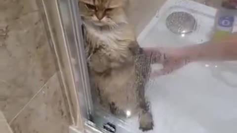 котик купаеться