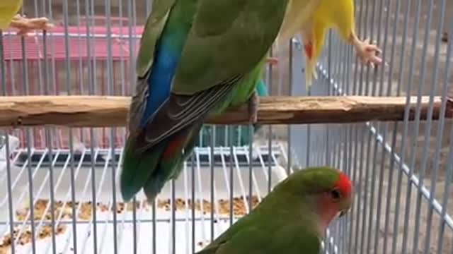 Funny Pets And Animal Compilation parrot shorts dog cat rabbit bird videos