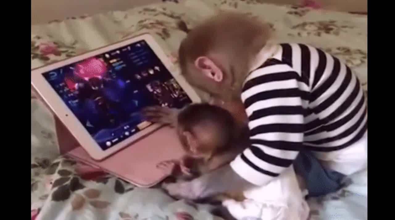 Funniest Monkey - cute and funny monkey videos 2021 (Copyright Free) Full HD