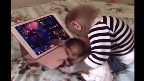Funniest Monkey - cute and funny monkey videos 2021 (Copyright Free) Full HD