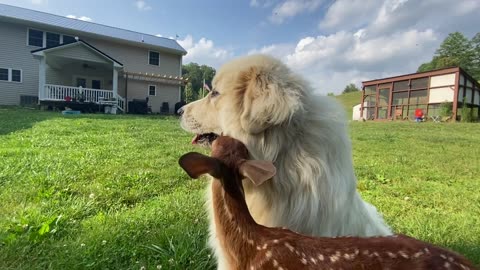 Dear Suckles On Dog's Jowls