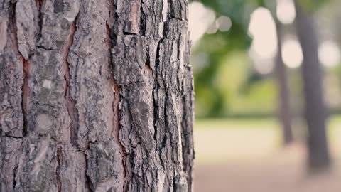 Tree in Focus - for your video editing