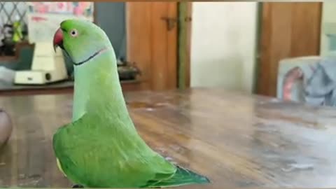 Enjoy the Parrot