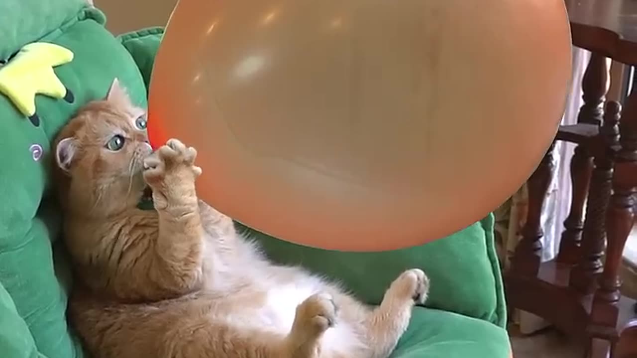 😺 Cat Blowing Balloon BUSTS! 🎈 Boom, Scared Me! 😹