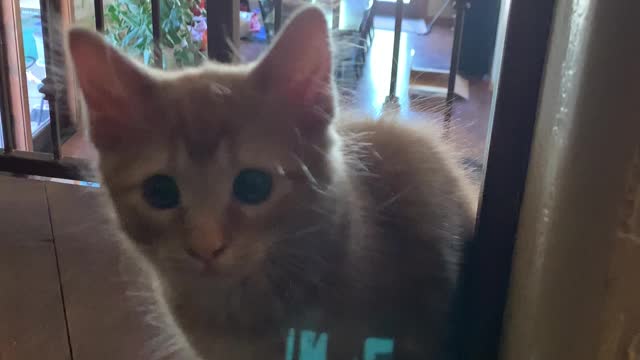 Cute Cat / Kitten Getting Scared When Owner Points Camera At it
