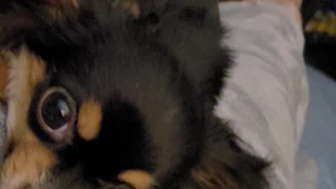 Chihuahua scarf