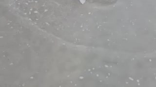 Bonnet head shark!