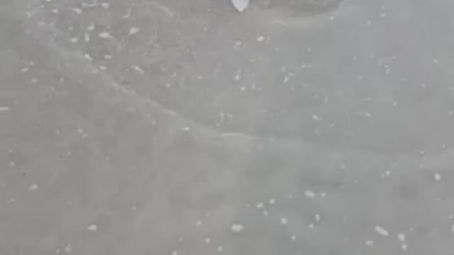 Bonnet head shark!