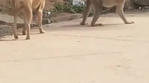 Dog And Monkey new funny videos