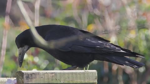 Cantankerous Crows