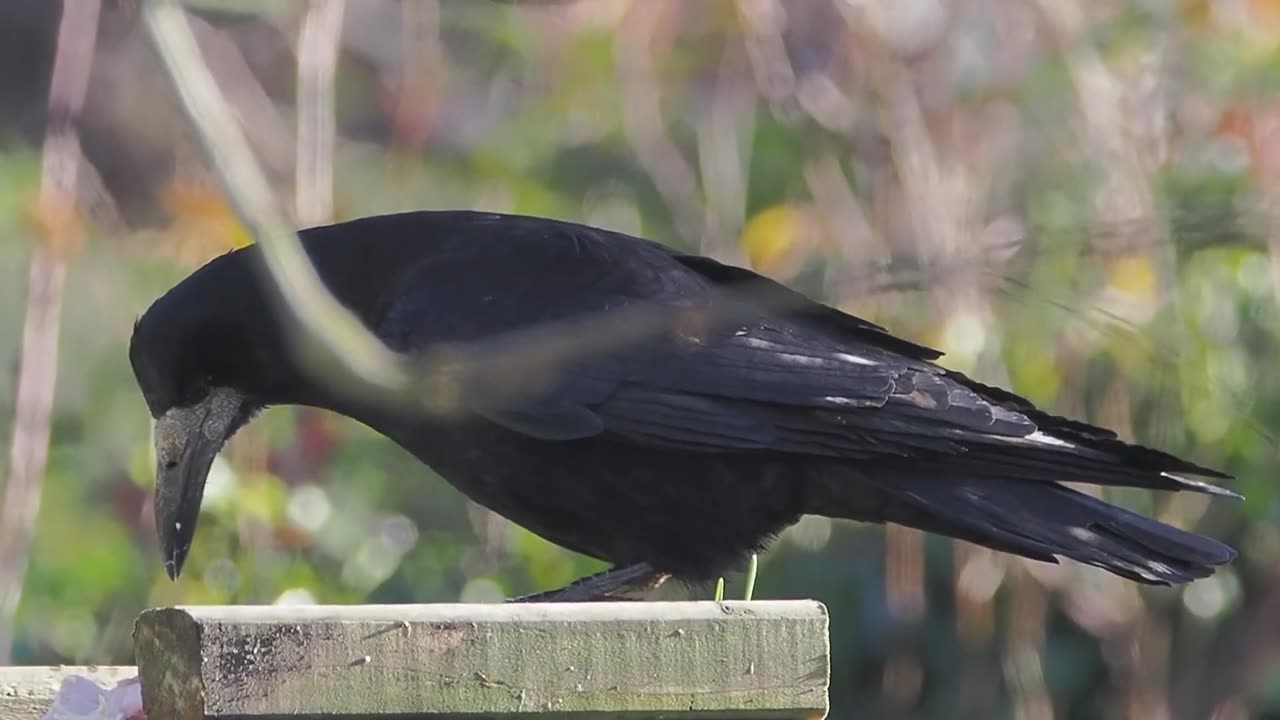 Cantankerous Crows