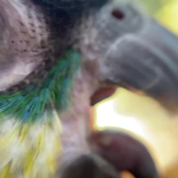 Micro view of parrot eating a peanut