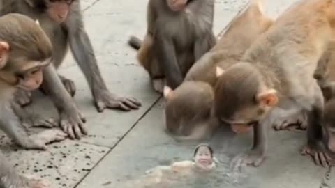 Baby Monkey Video Funny Monkey Comedy In Girls Video