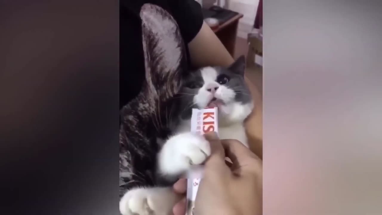 2023's_Funniest_Animal_Videos(1080p)