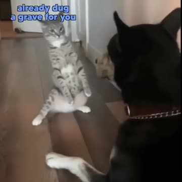 Cat vs Dog